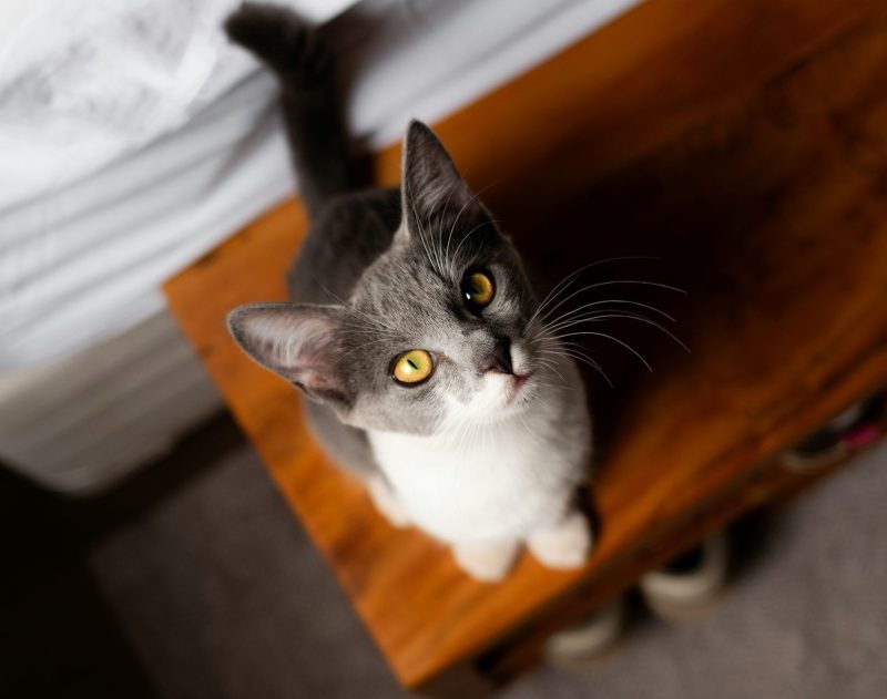 eduardo-gorghetto-CS3WuMvmGfE-unsplash