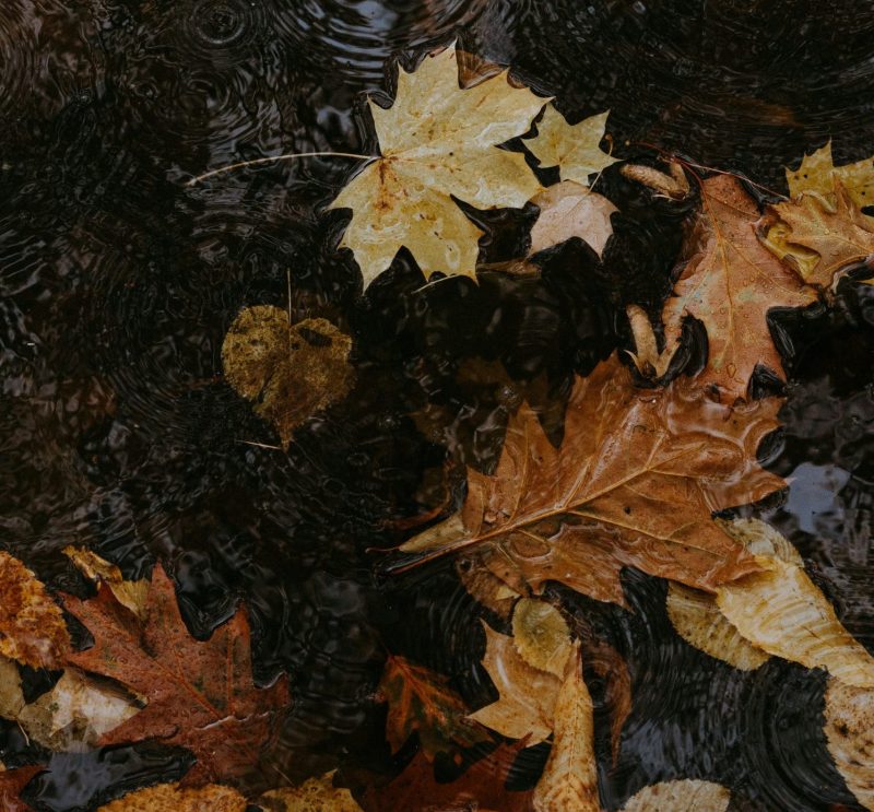 polina-kuzovkova-S7zZpgsIyYw-unsplash